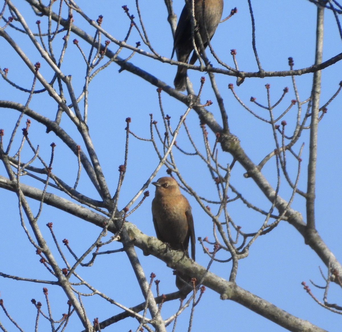 Rusty Blackbird - ML611094958