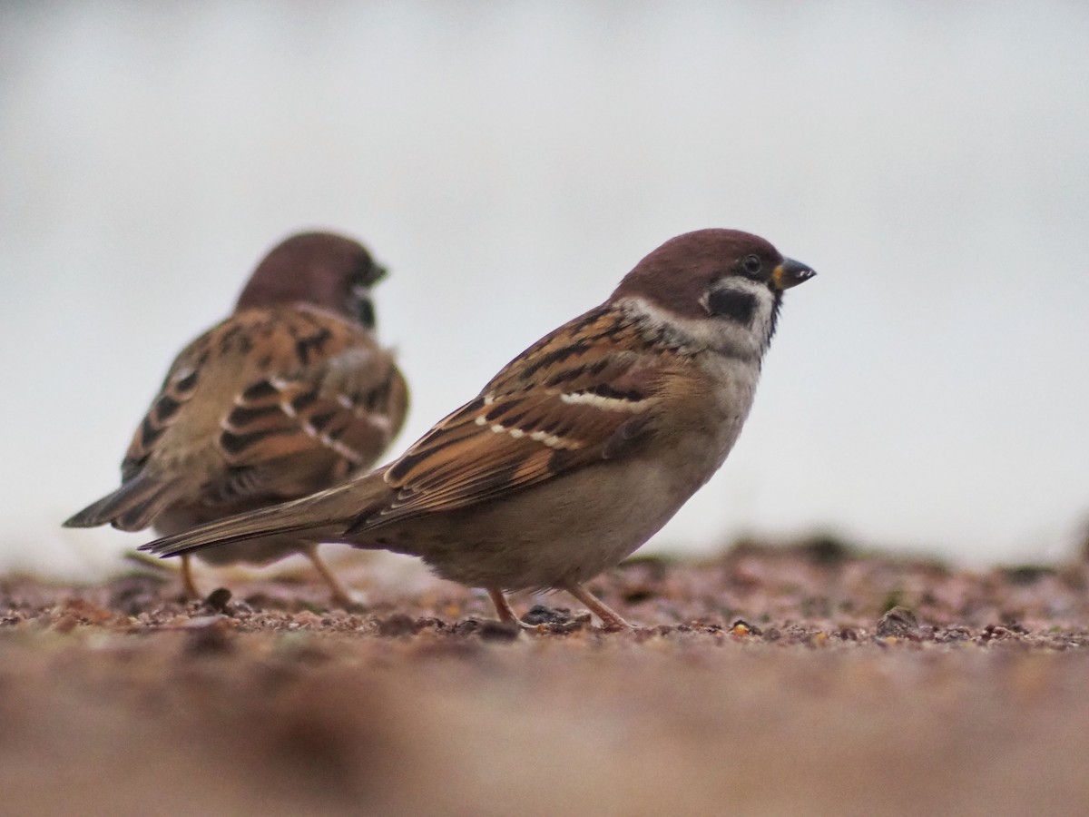 Eurasian Tree Sparrow - ML611094984