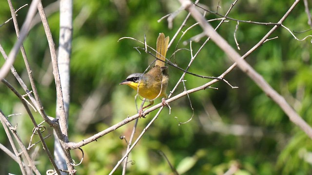 Gray-crowned Yellowthroat - ML611095017