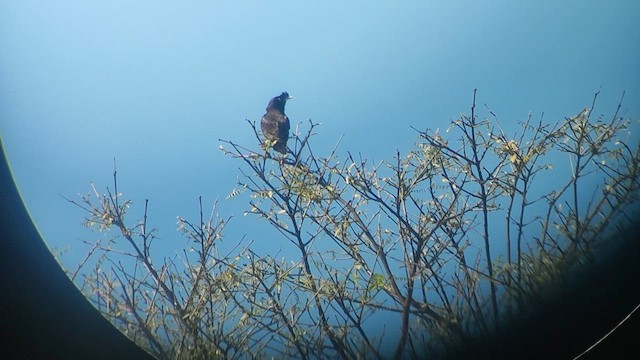 Crested Myna - ML611095024