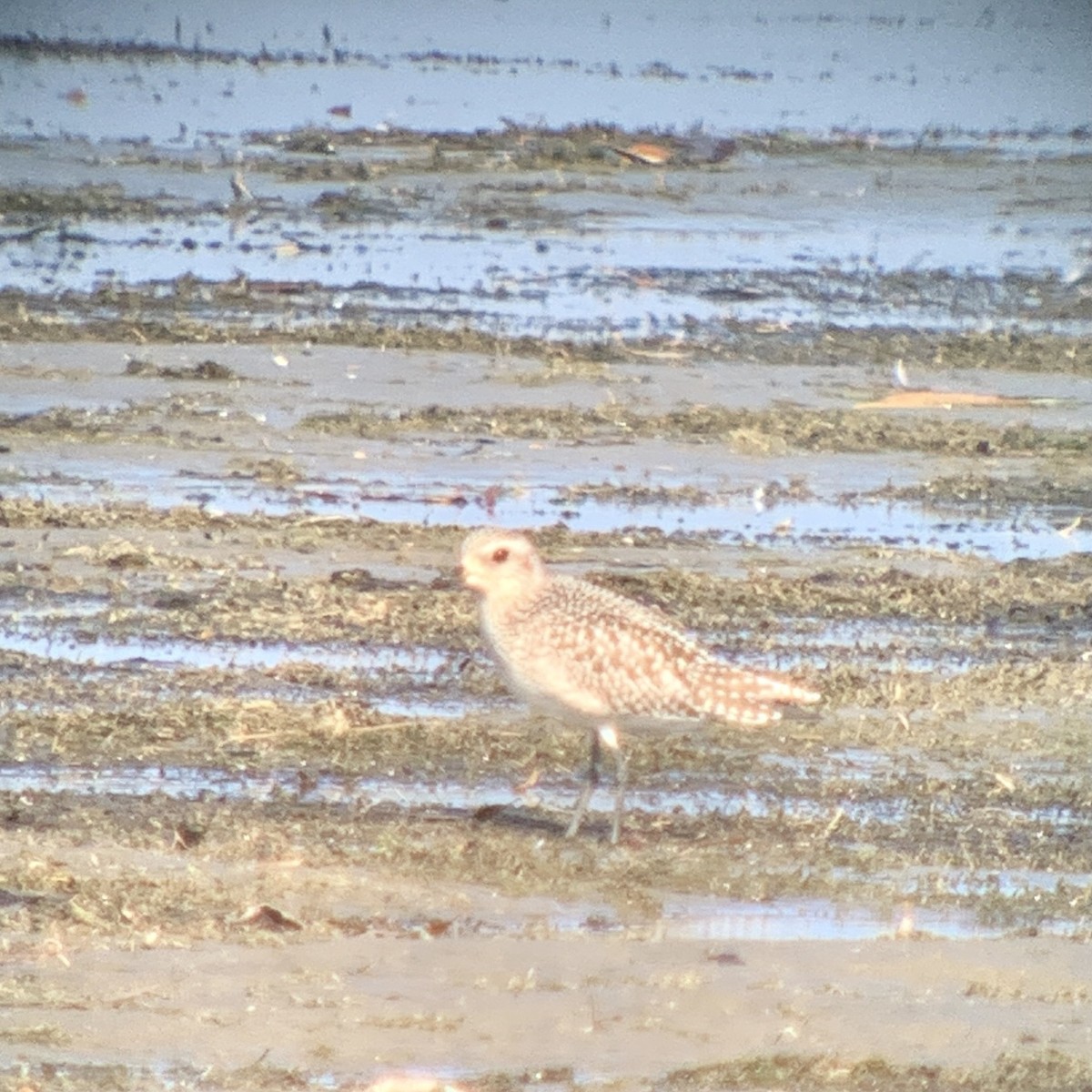Black-bellied Plover - ML611095037