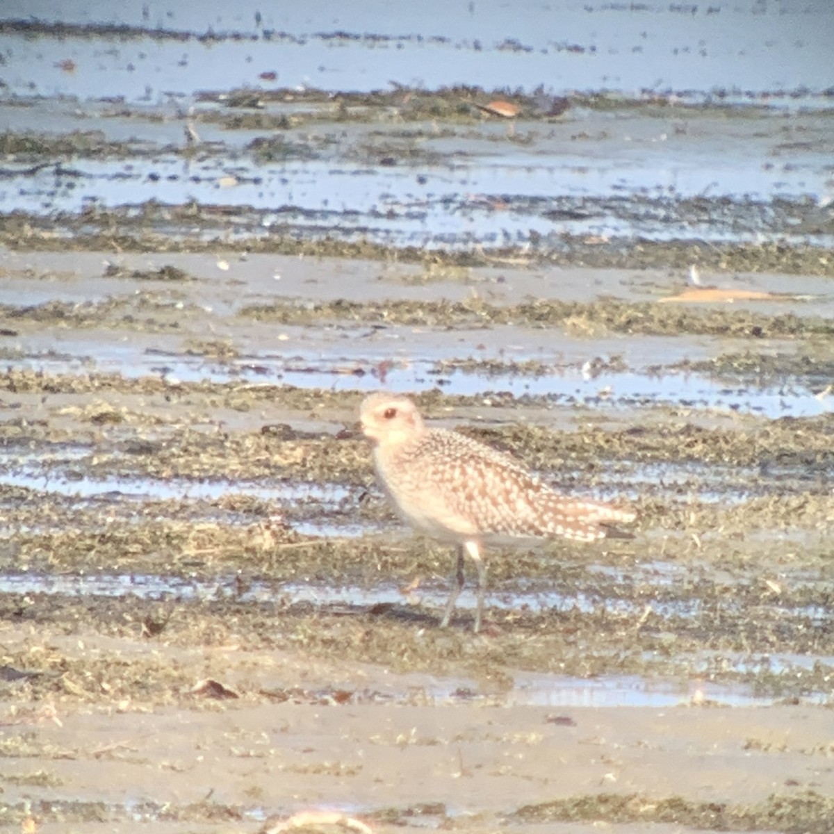 Black-bellied Plover - Frank Pinilla