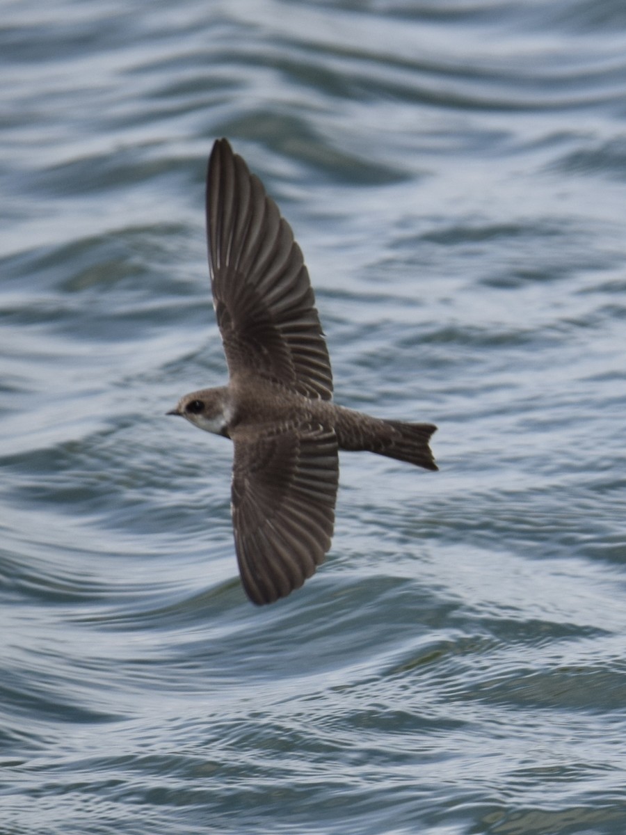 Bank Swallow - ML611095042