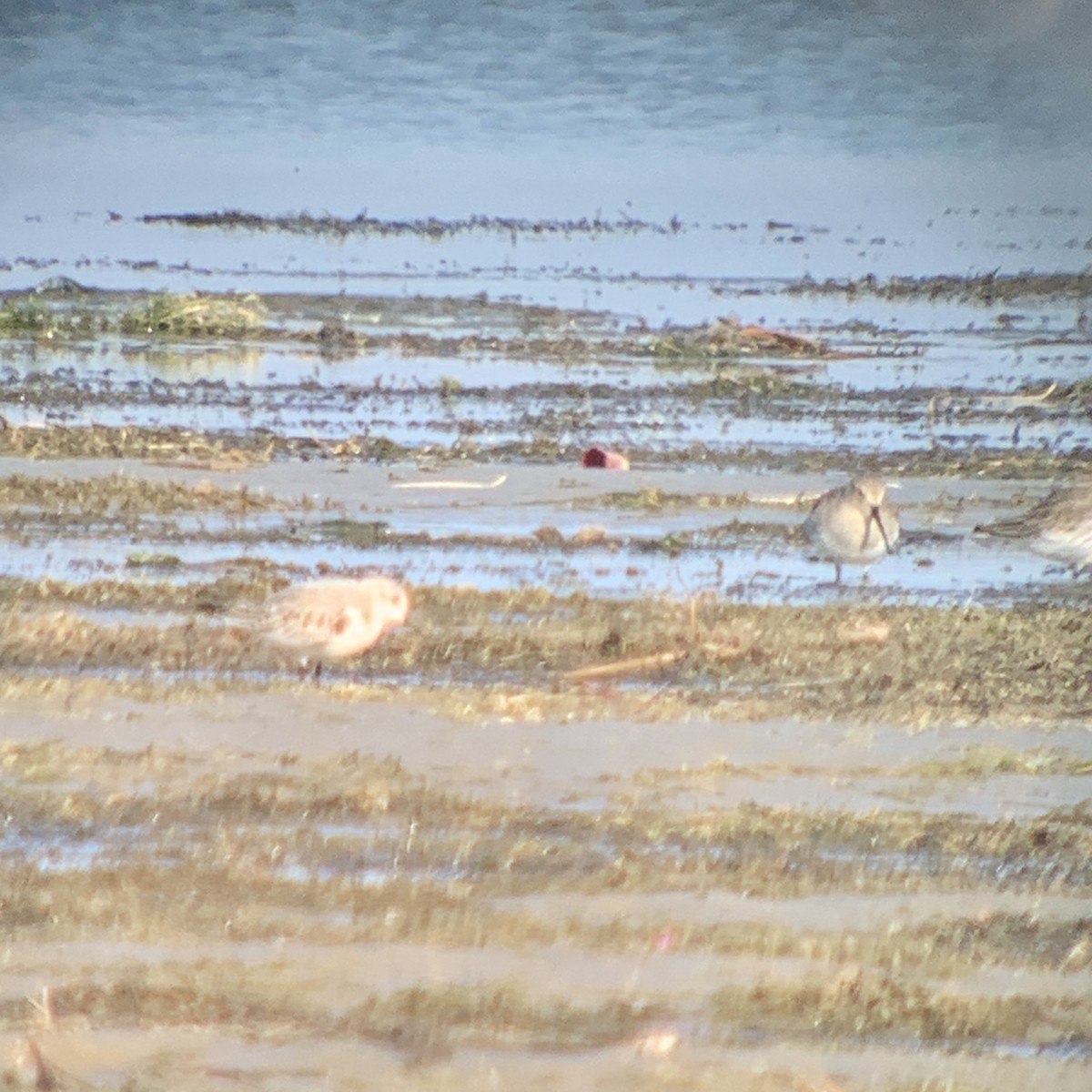 Sanderling - ML611095043