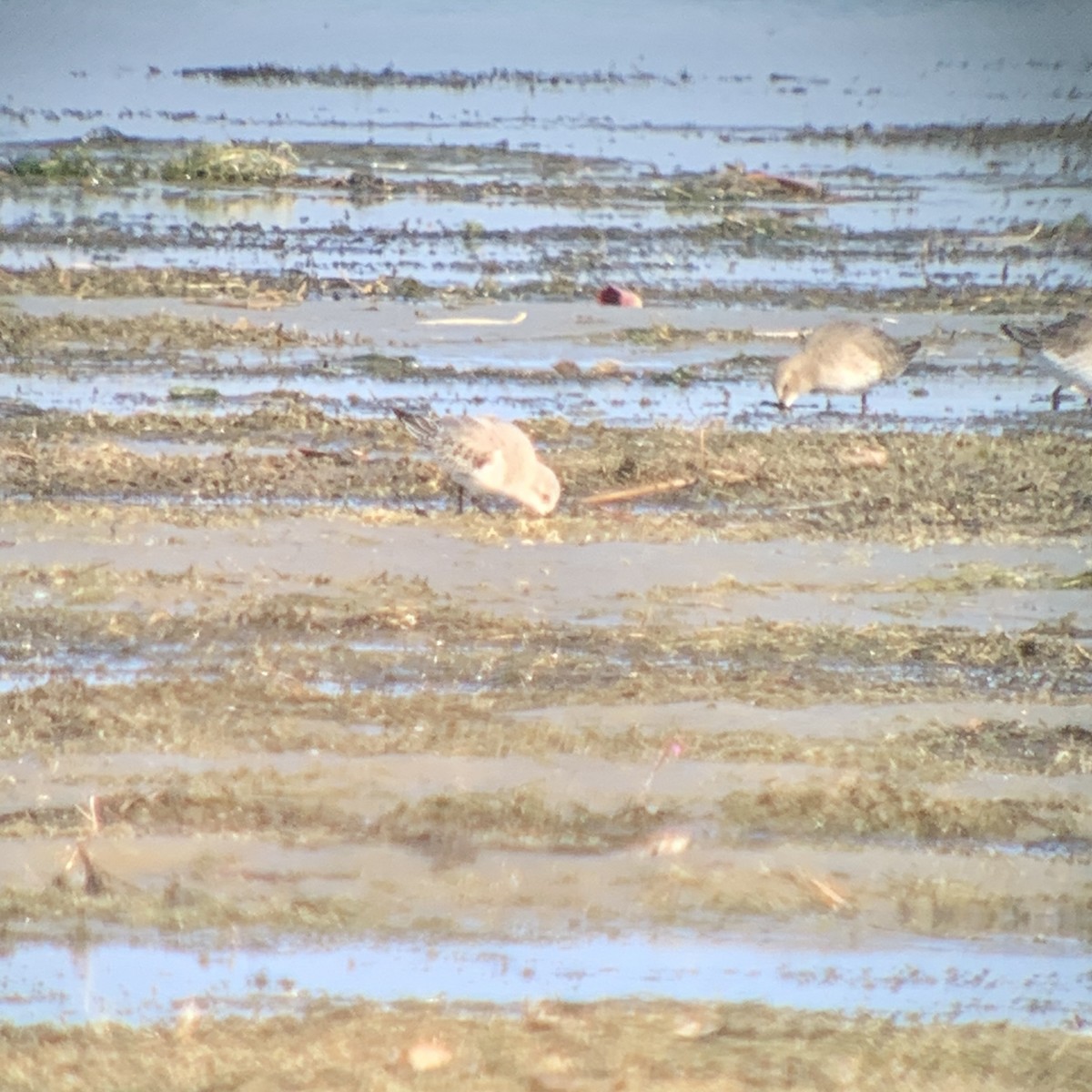 Sanderling - ML611095044