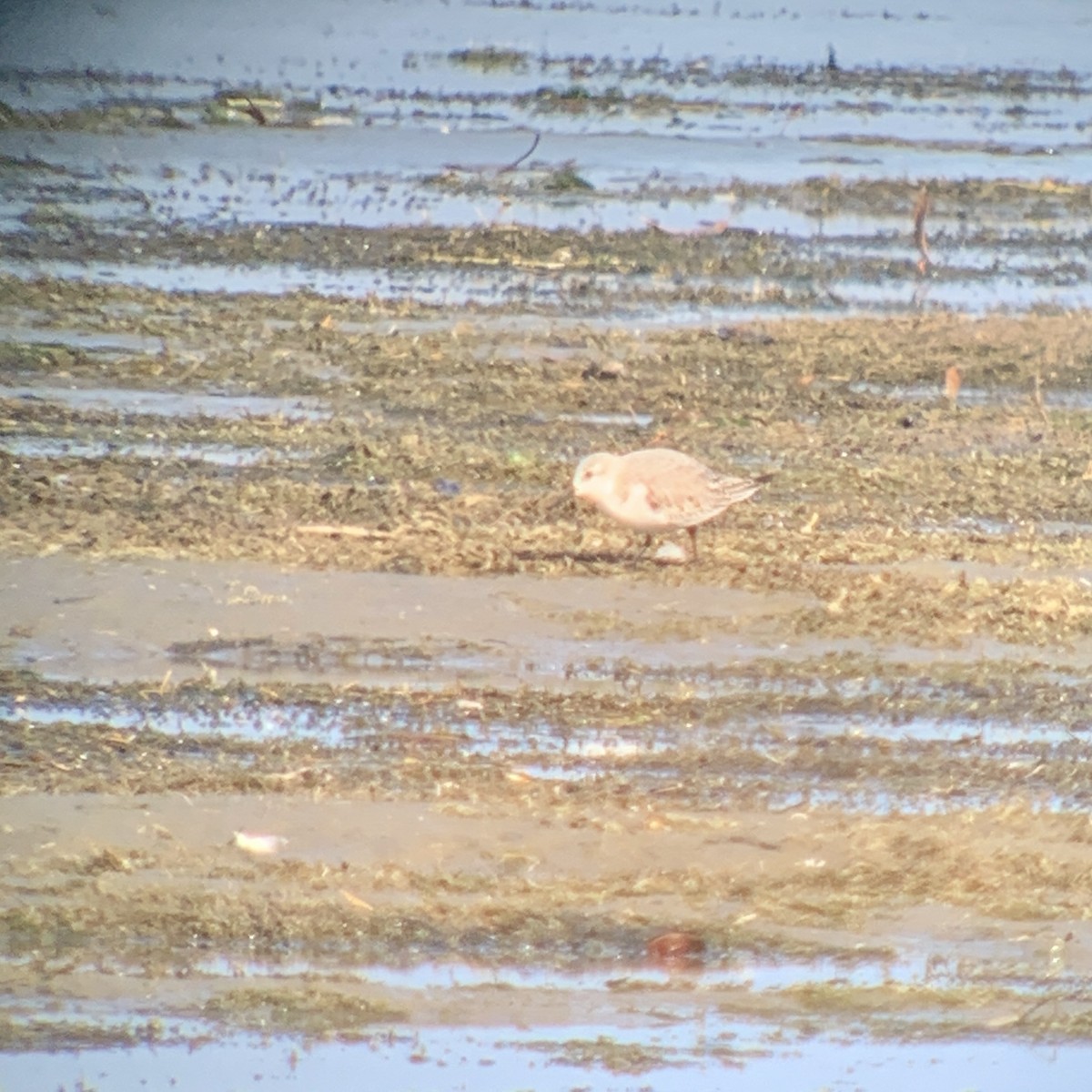 Sanderling - ML611095045