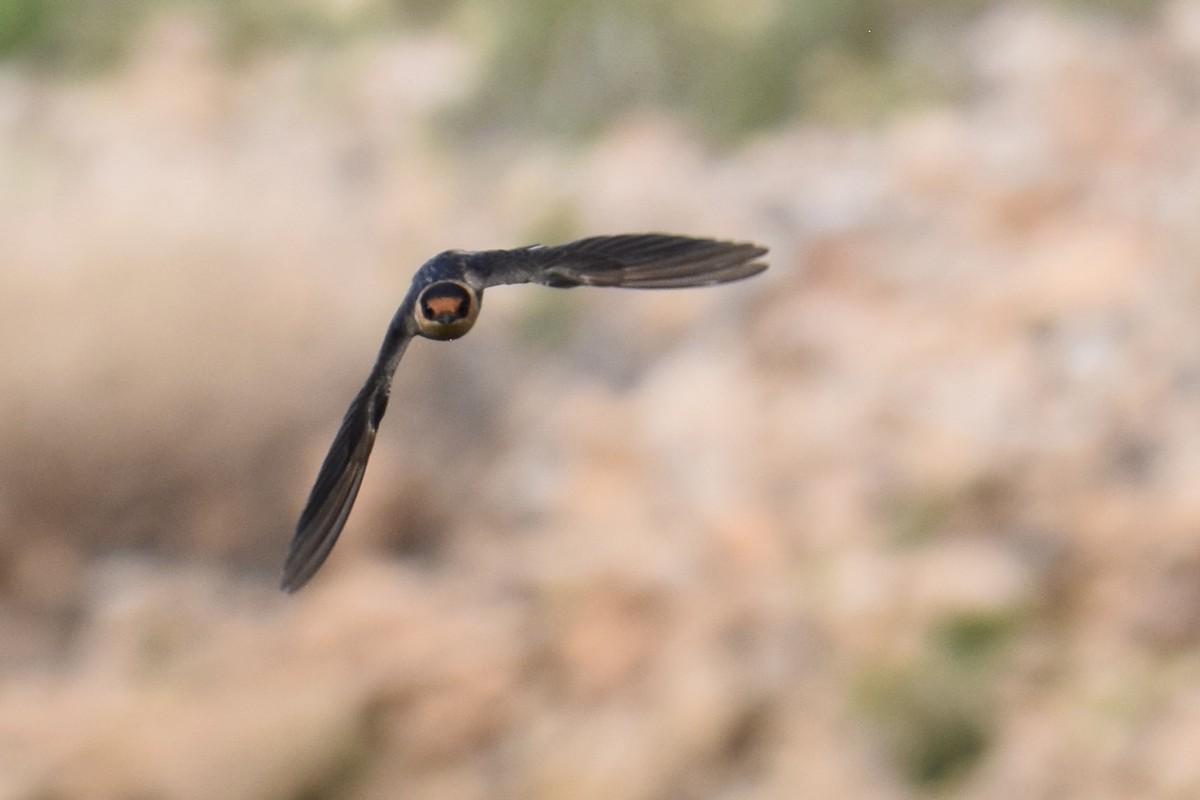 Cave Swallow - ML611095053