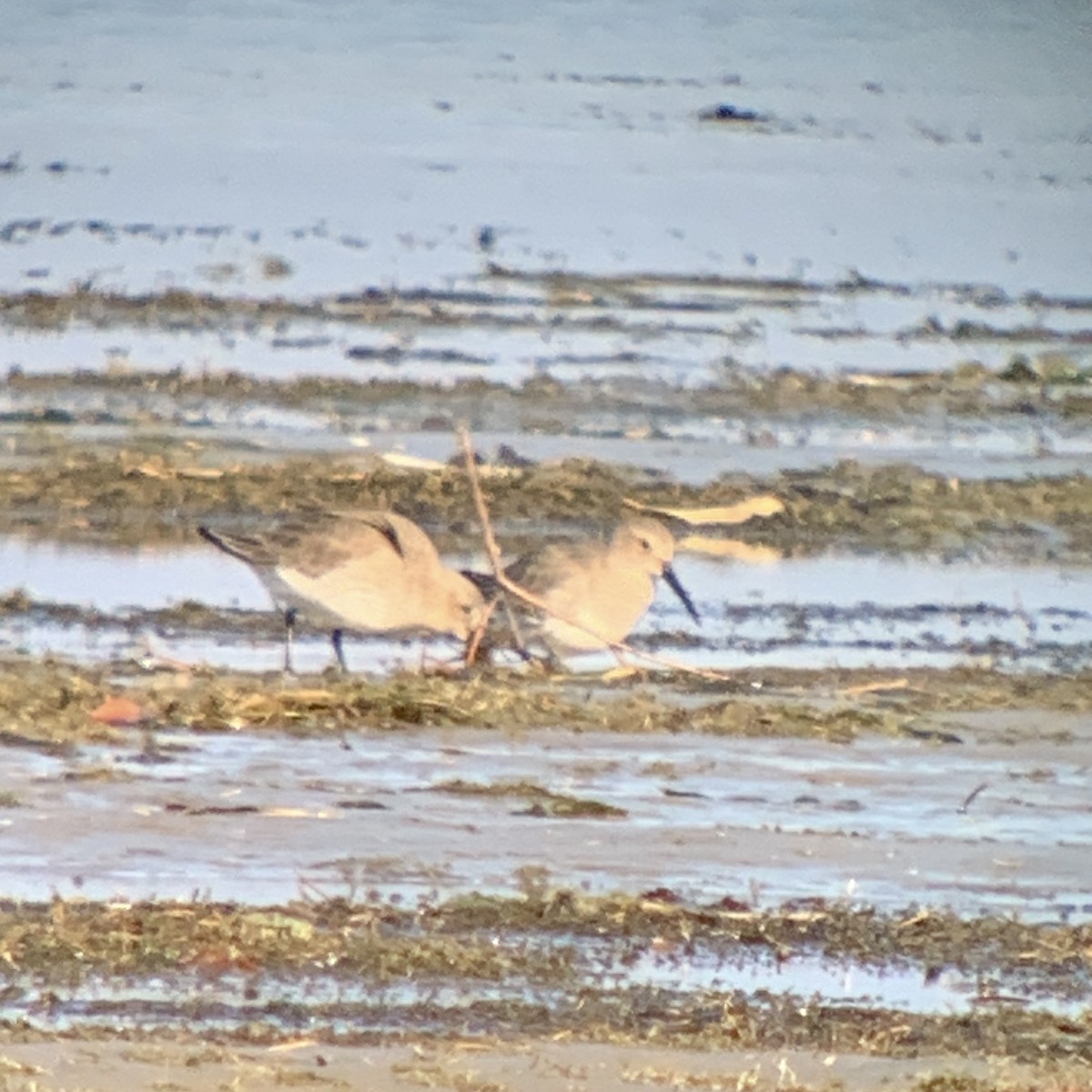 Dunlin - Frank Pinilla