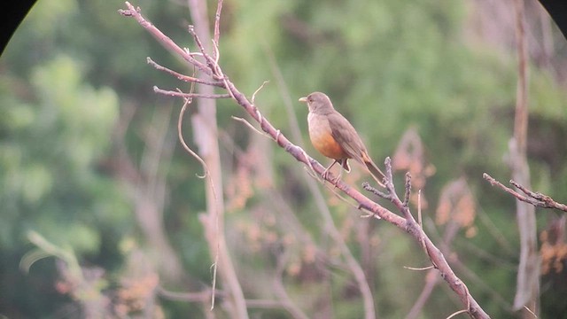 Rufous-bellied Thrush - ML611095103