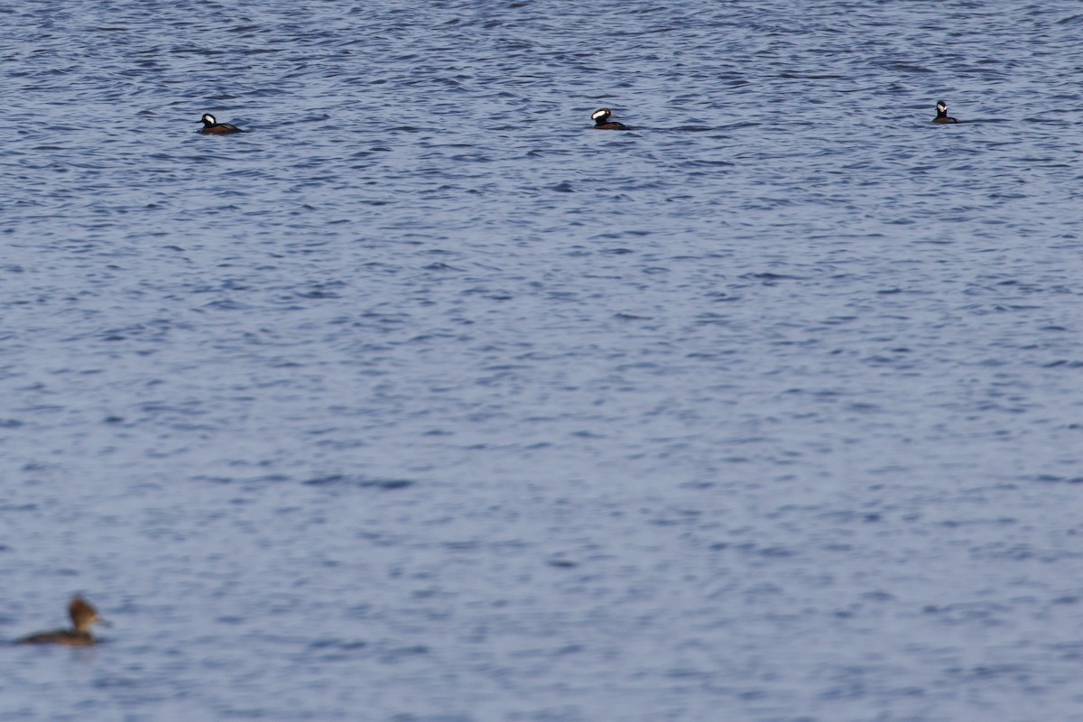 Hooded Merganser - Mathias & Sharon Mutzl