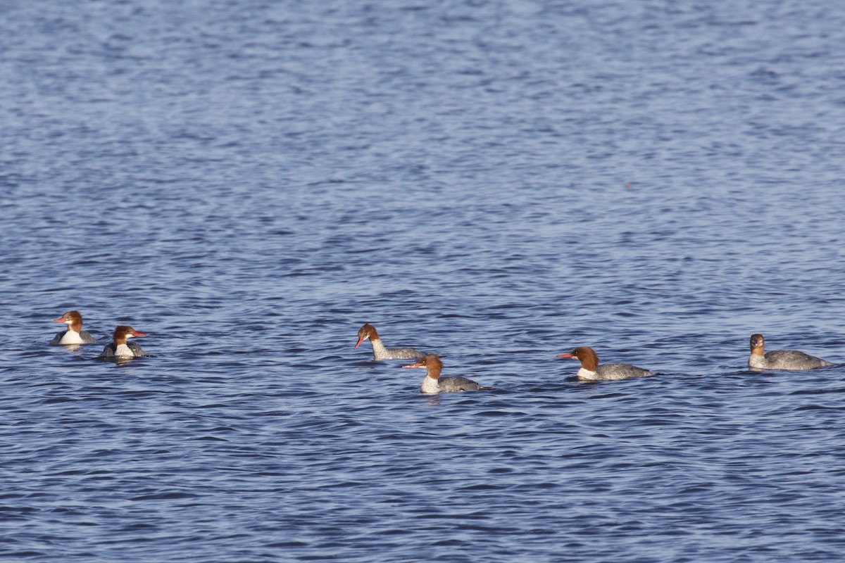 Common Merganser - ML611095173