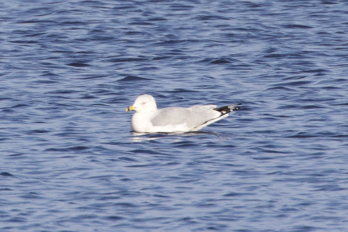 Ring-billed Gull - Mathias & Sharon Mutzl