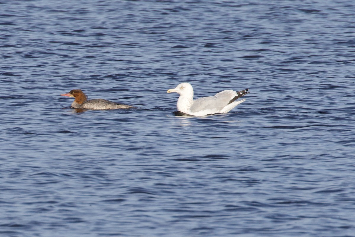 Gaviota Argéntea - ML611095181