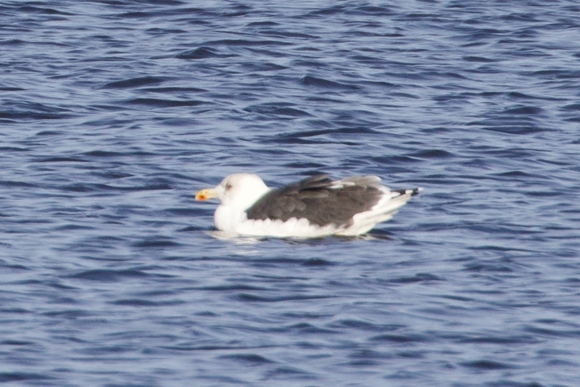 Great Black-backed Gull - ML611095183