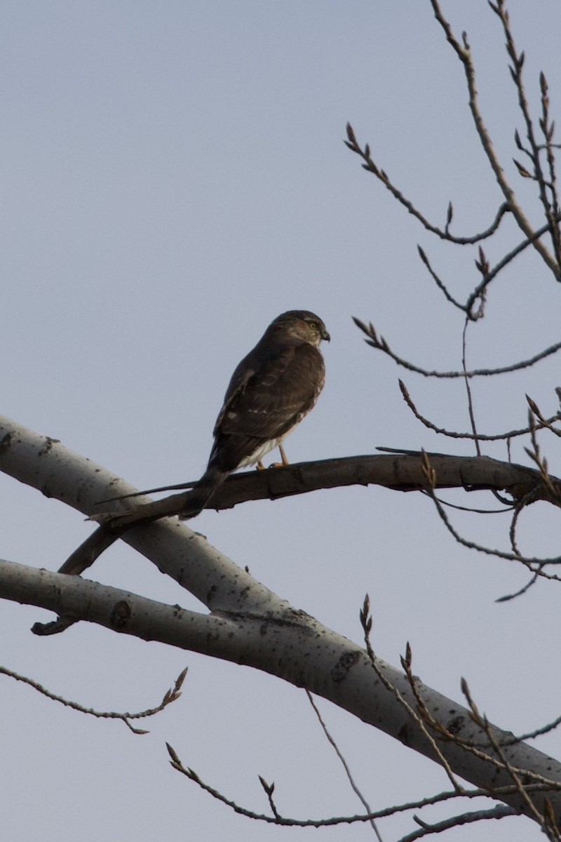 Sharp-shinned Hawk - Mathias & Sharon Mutzl