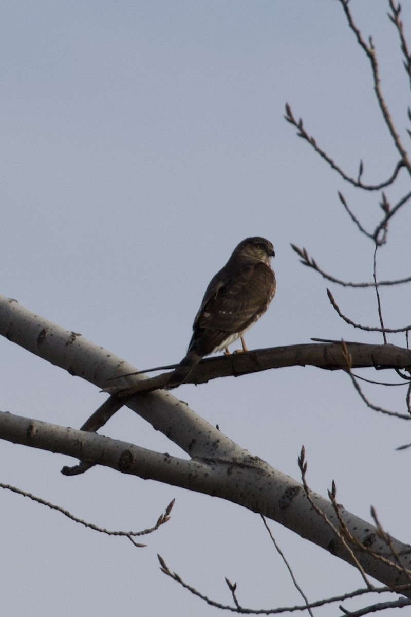 Sharp-shinned Hawk - ML611095186