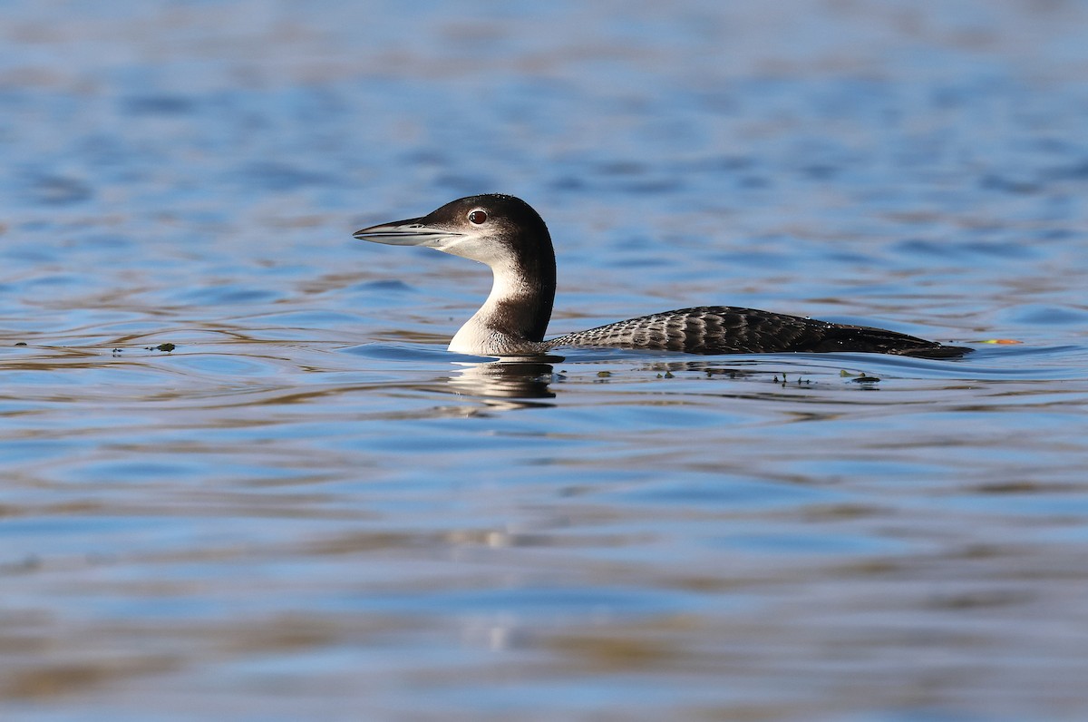 Common Loon - Zbigniew Kajzer