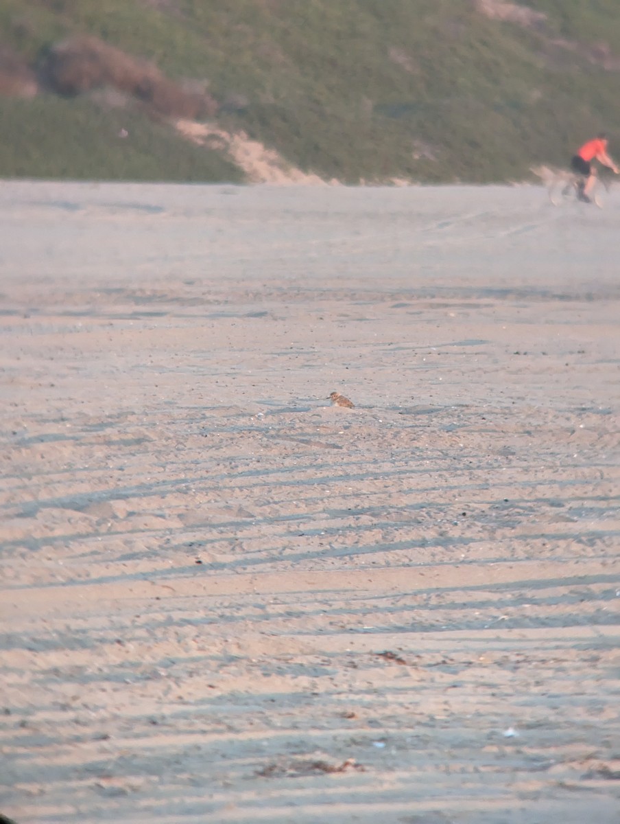 Mountain Plover - ML611095228