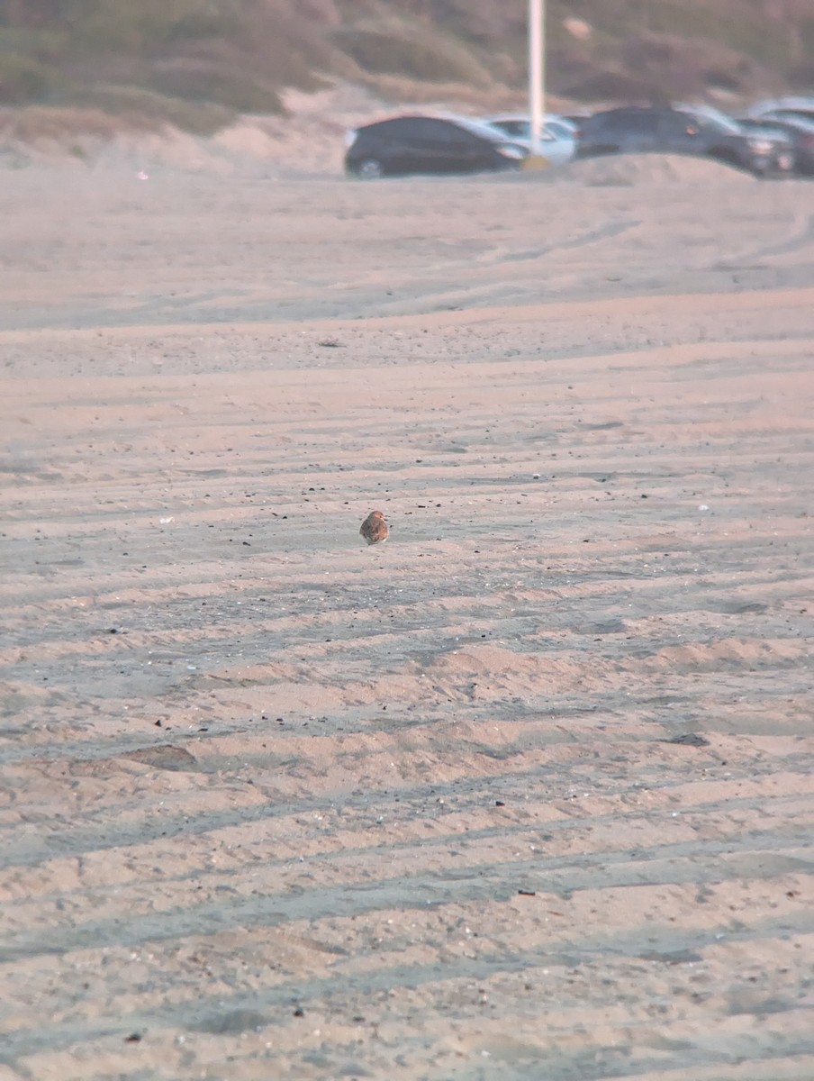 Mountain Plover - ML611095229