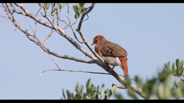 Blue-eyed Ground Dove - ML611095231