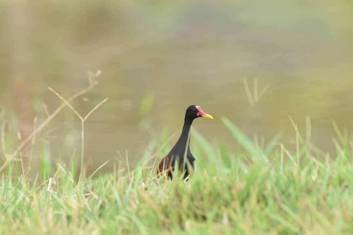 Wattled Jacana - ML611095237