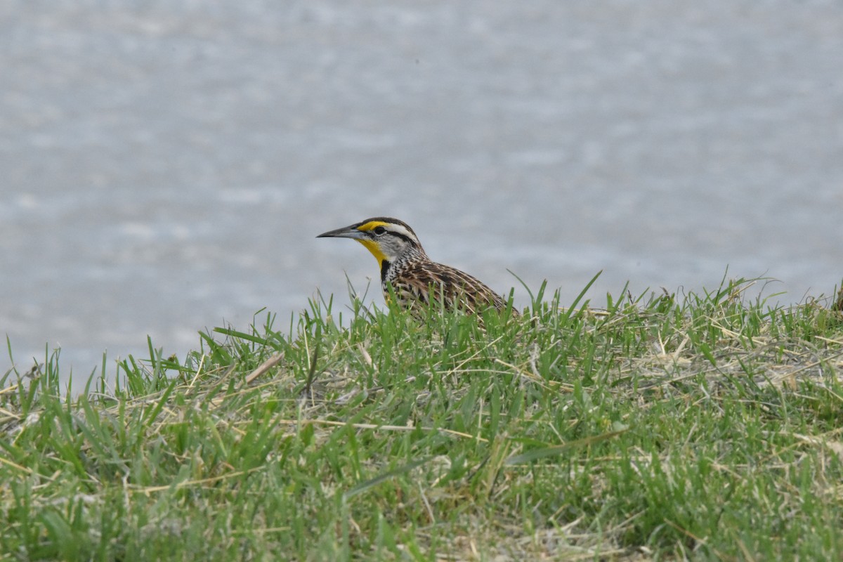 Eastern Meadowlark - ML611095282
