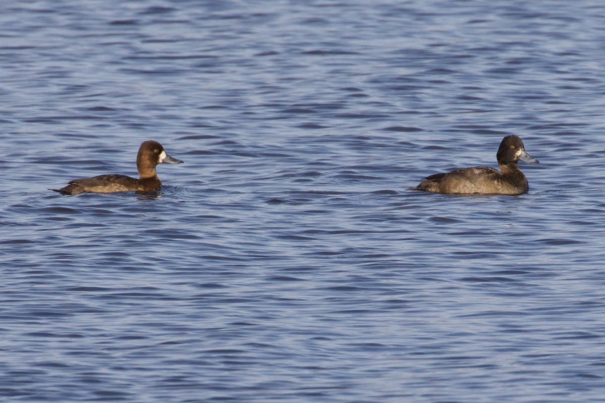 Lesser Scaup - ML611095287