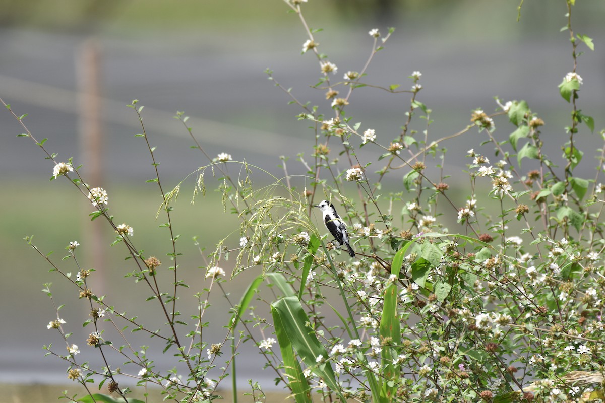 Pied Water-Tyrant - ML611095291