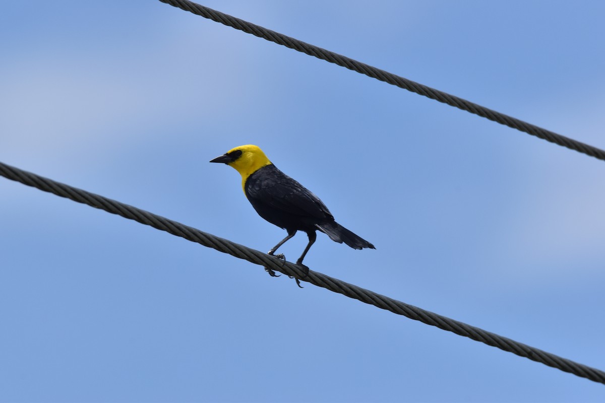 Yellow-hooded Blackbird - ML611095298