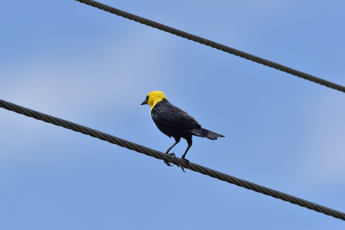 Yellow-hooded Blackbird - ML611095299