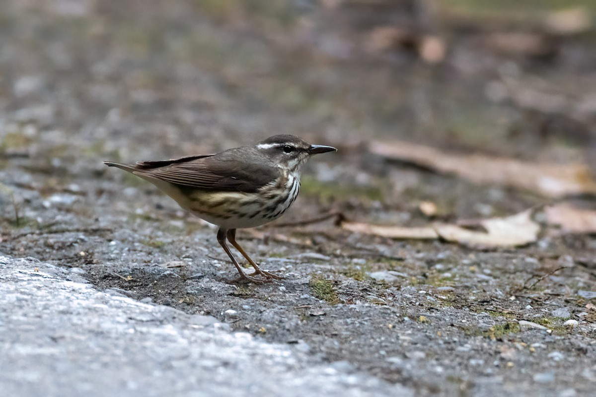 Louisiana Waterthrush - ML611095302