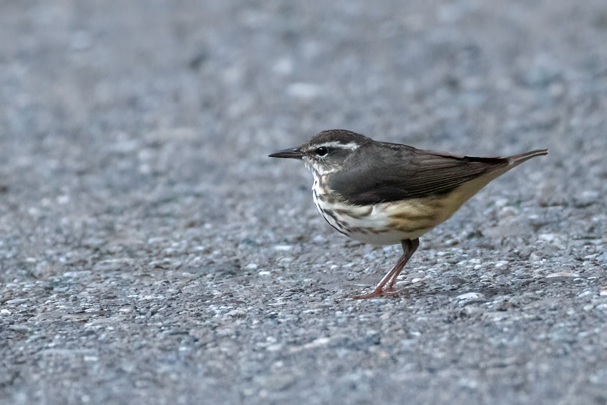 Louisiana Waterthrush - ML611095303