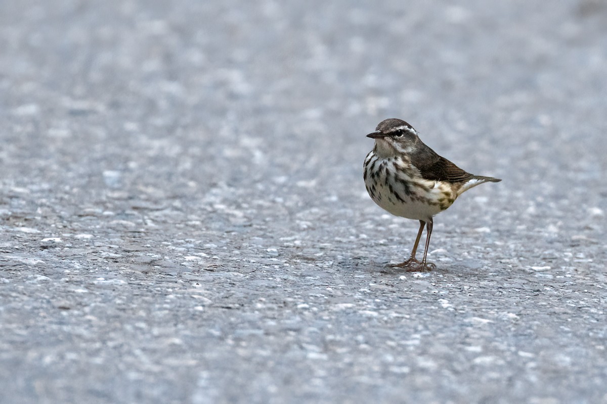 Louisiana Waterthrush - ML611095304