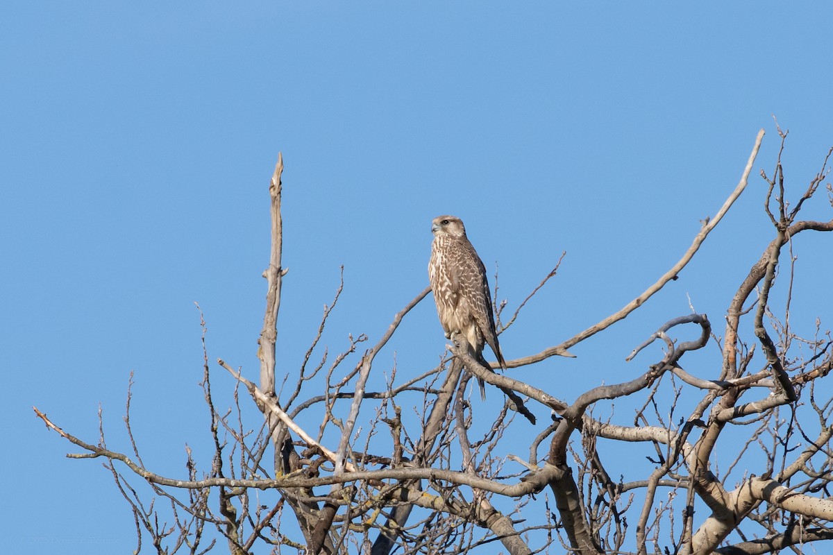 Gyrfalcon - ML611095309