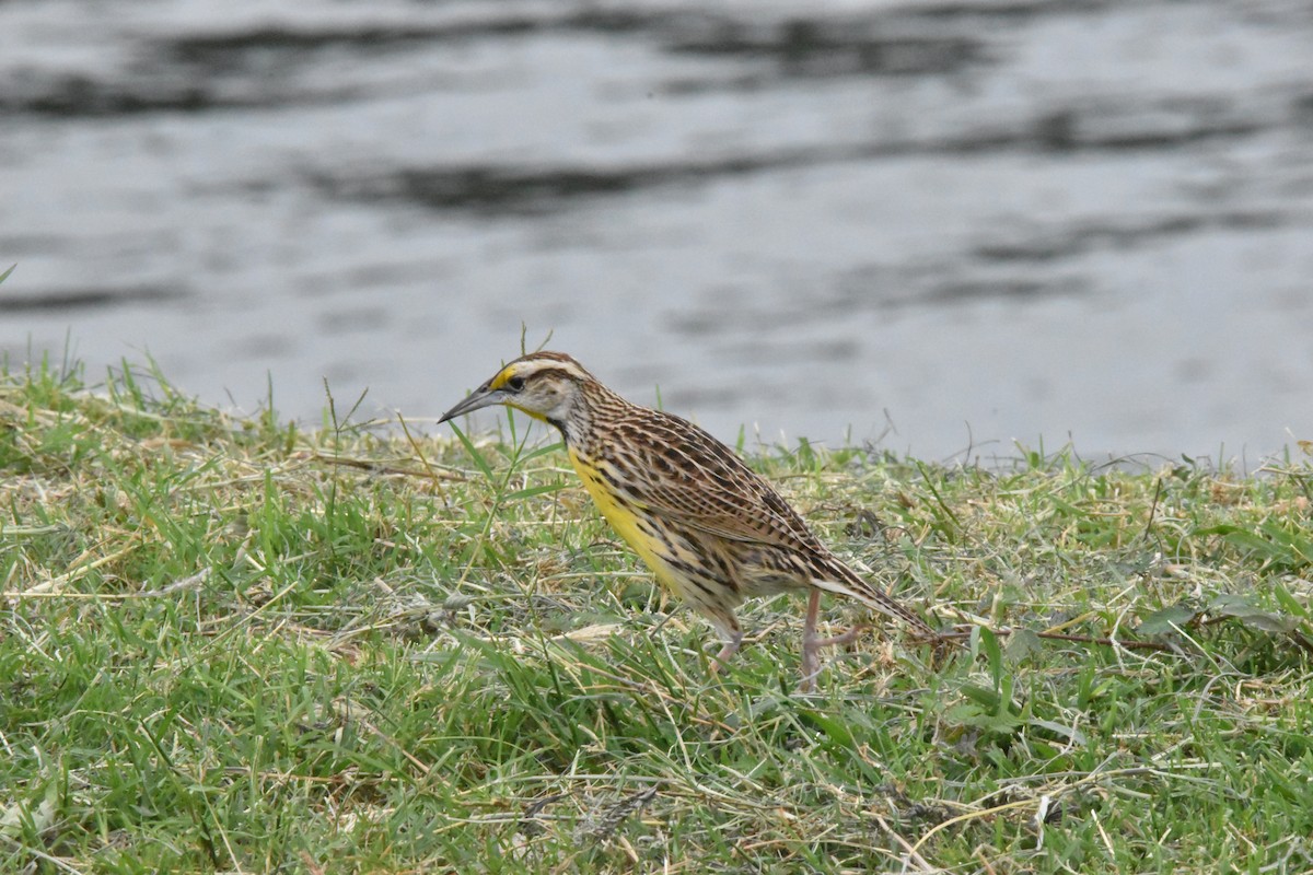 Eastern Meadowlark - ML611095335