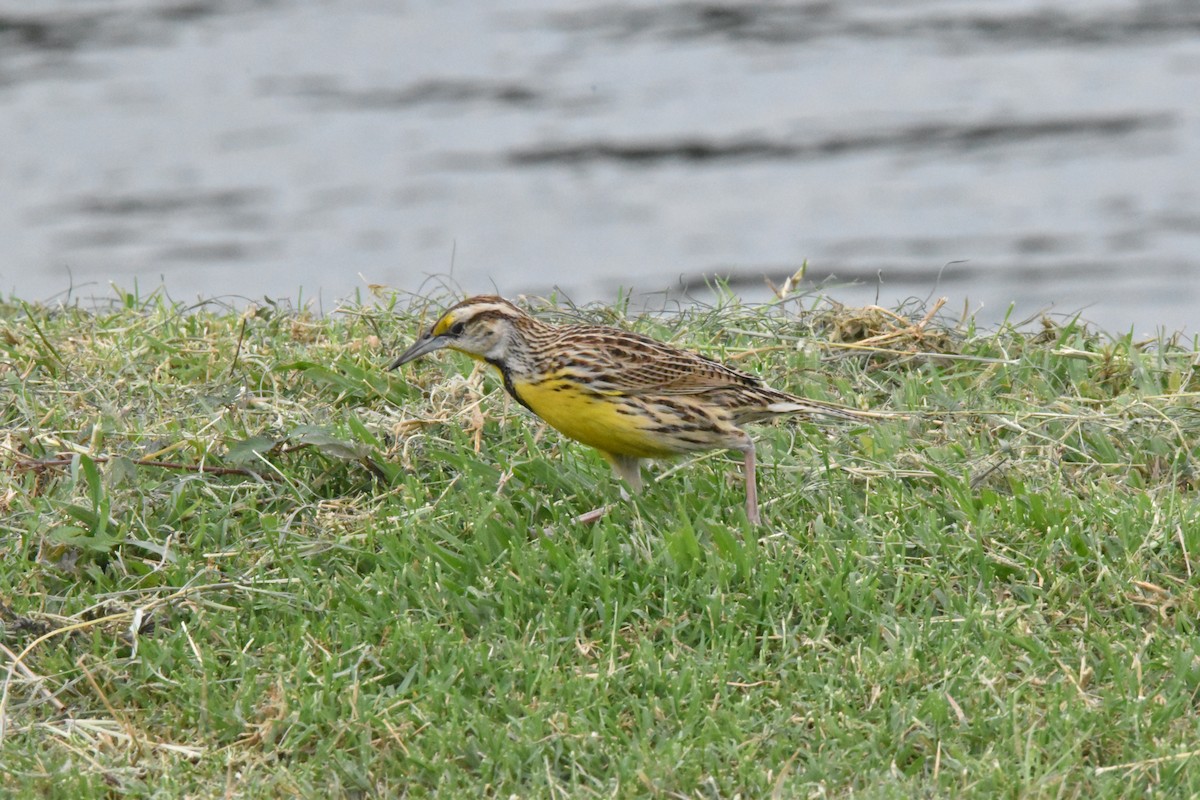 Eastern Meadowlark - ML611095336