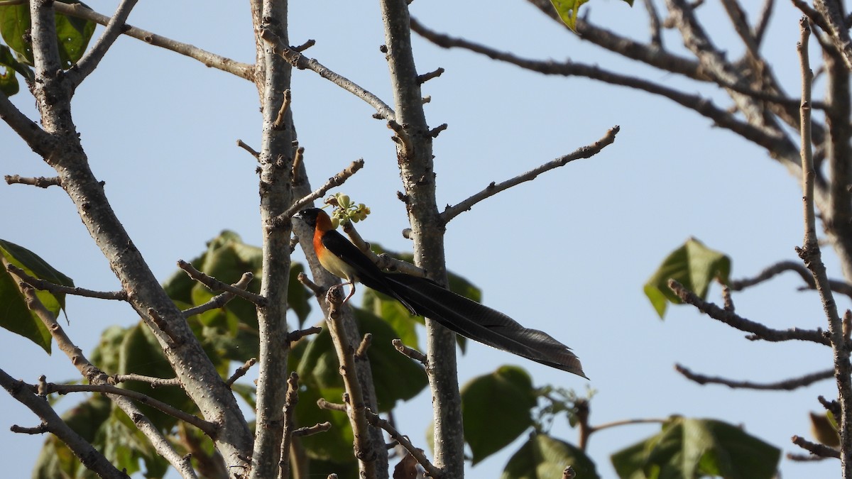 Sahel Paradise-Whydah - ML611095345