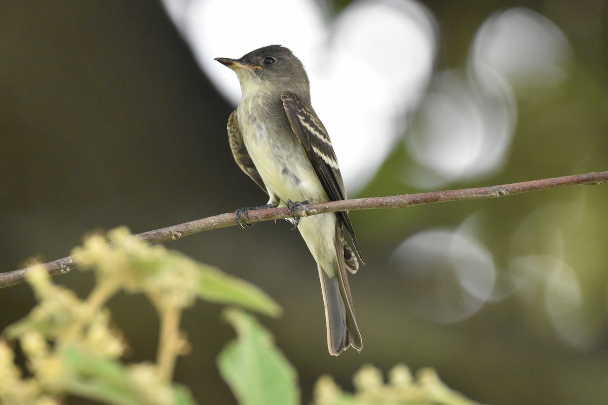 Eastern Wood-Pewee - ML611095369