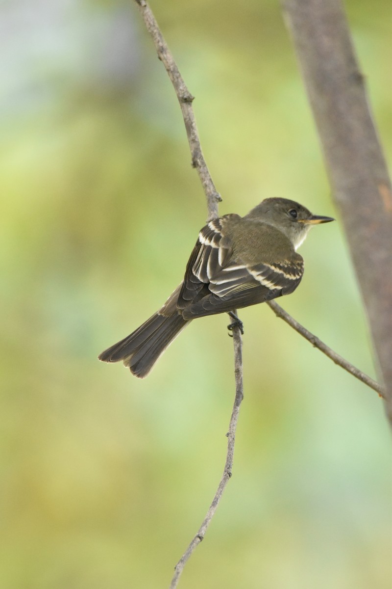 Eastern Wood-Pewee - ML611095371