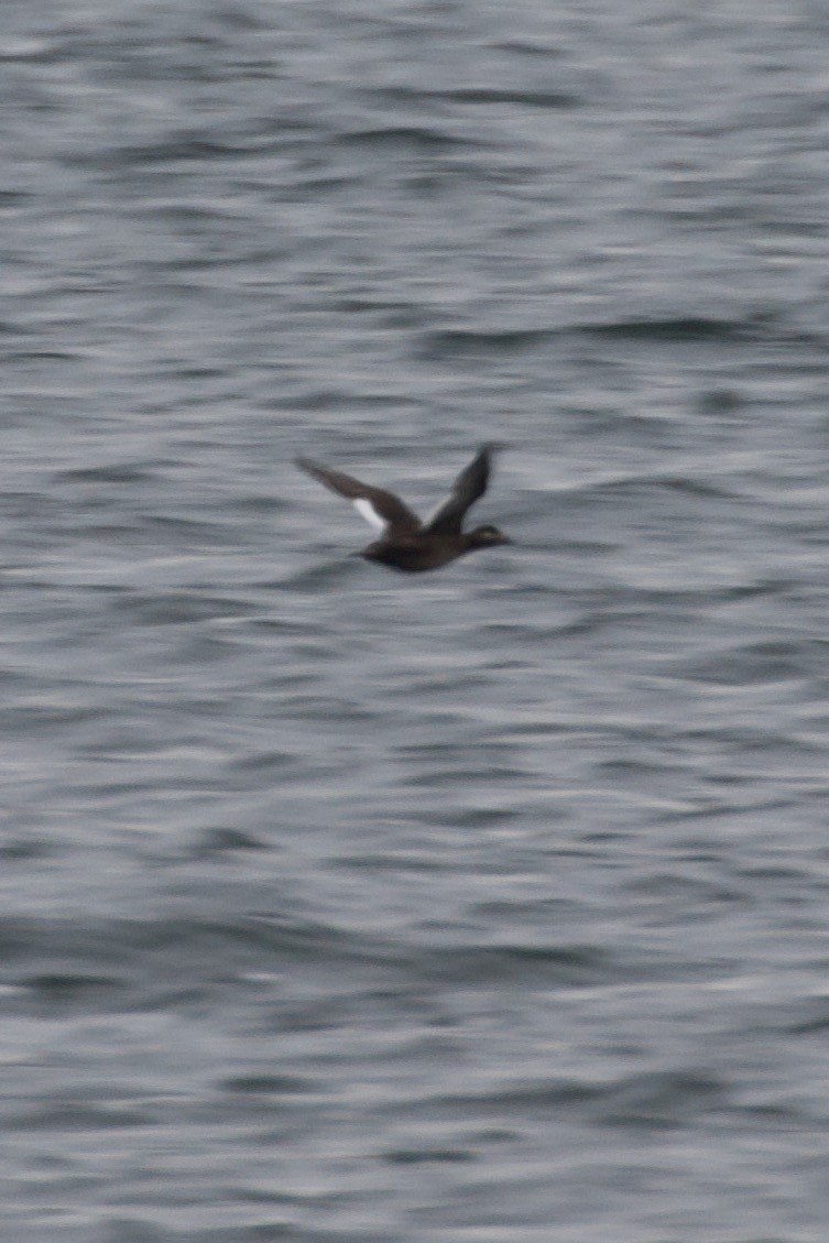 White-winged Scoter - ML611095390