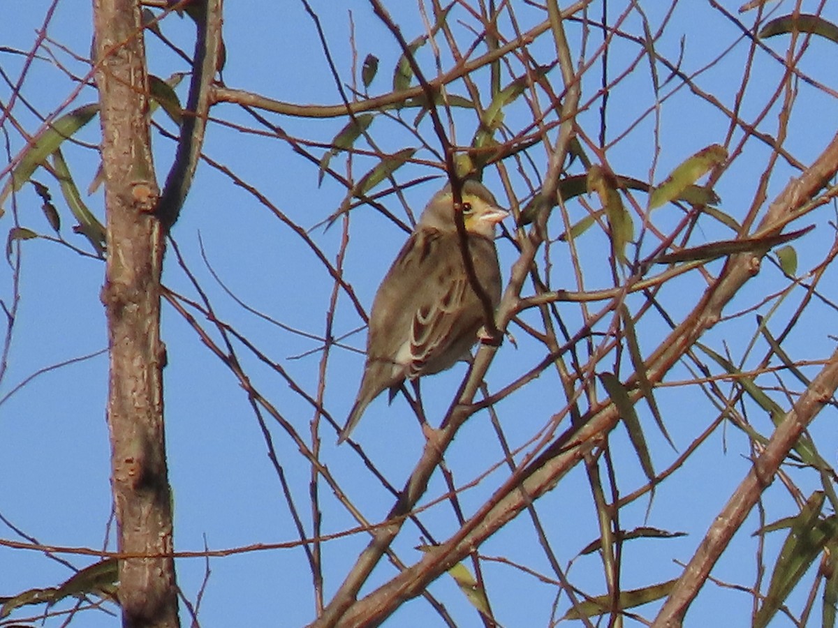 Dickcissel - ML611095400