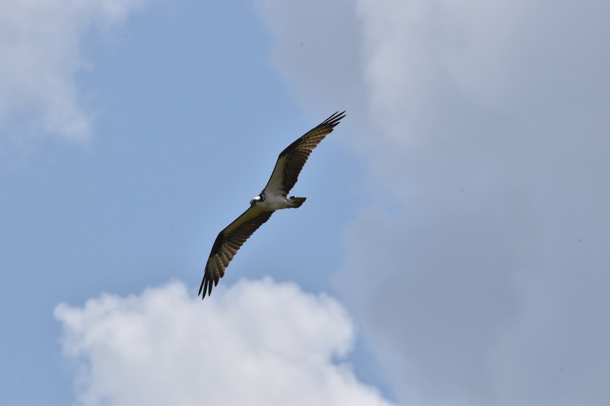 Osprey - ML611095401