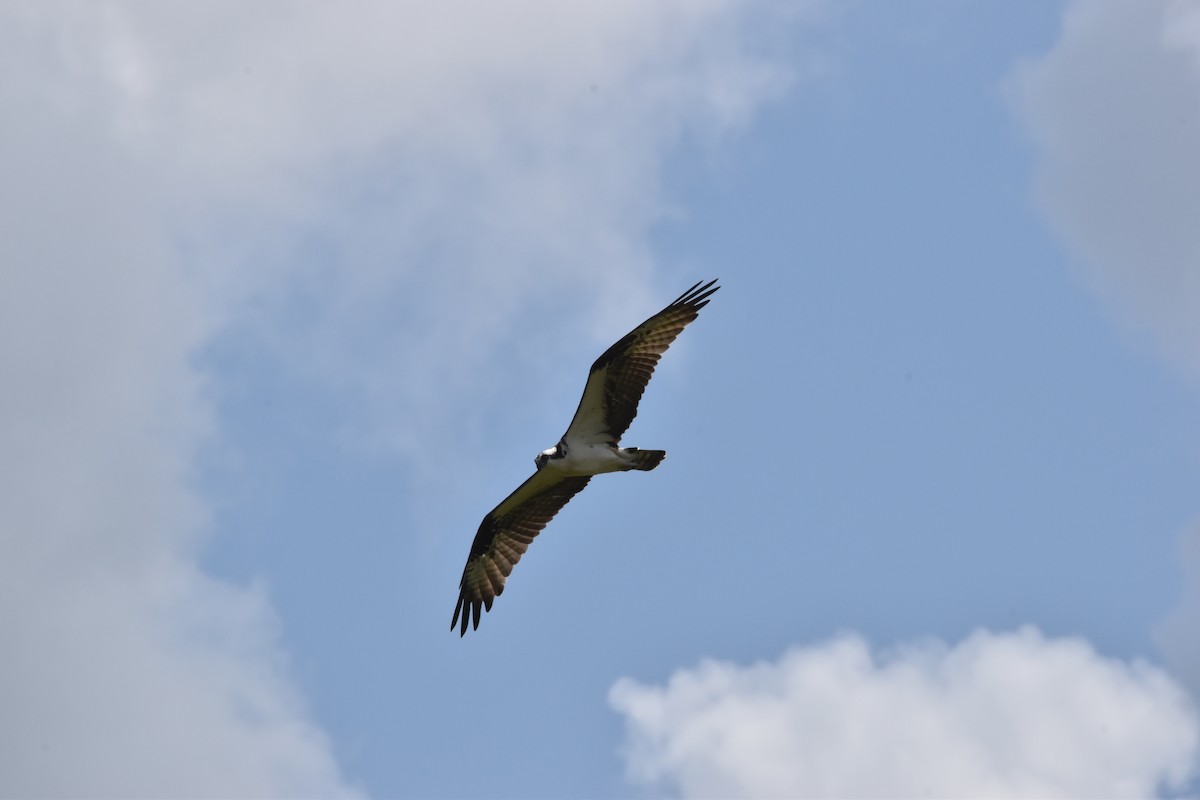 Osprey - ML611095402