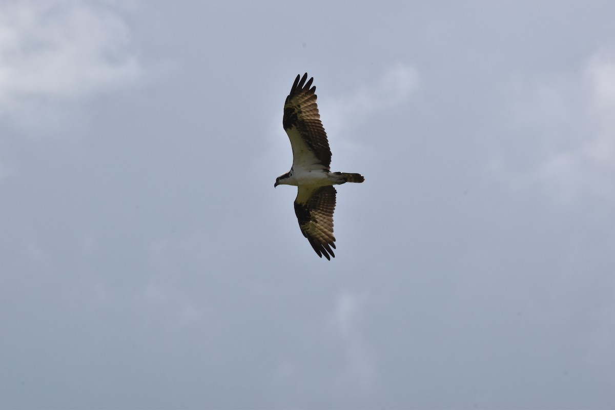 Osprey - ML611095403