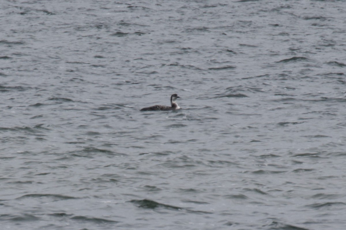 Common Loon - ML611095411