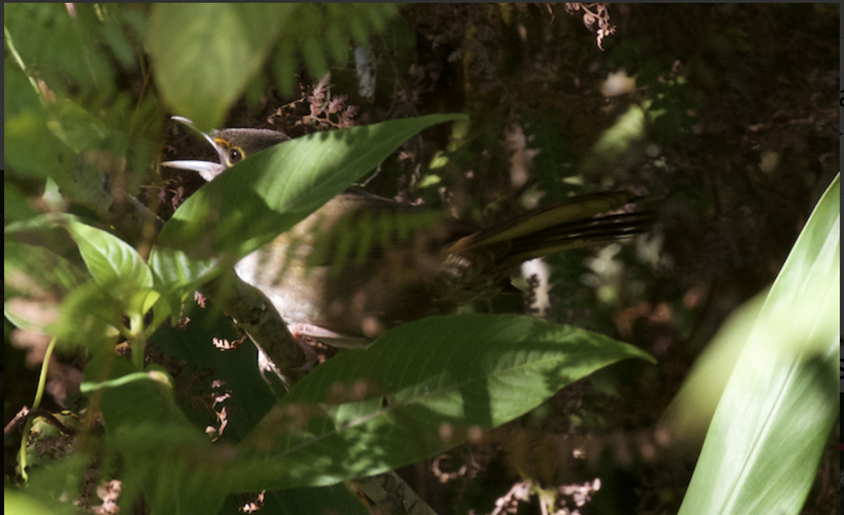 Eastern Chat-Tanager - ML611095428