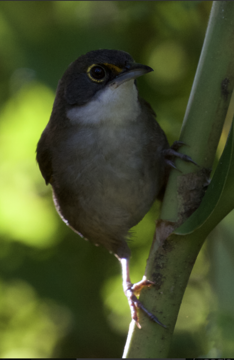 Eastern Chat-Tanager - ML611095429