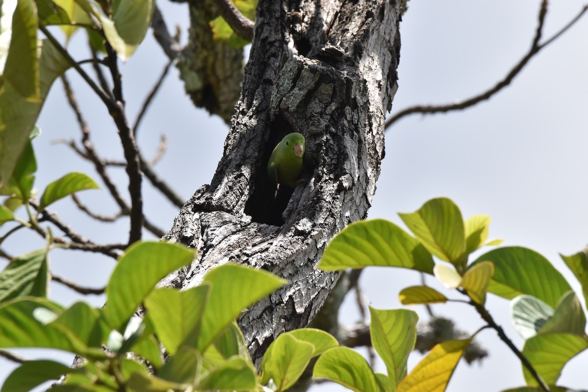 Cobalt-winged Parakeet - ML611095431