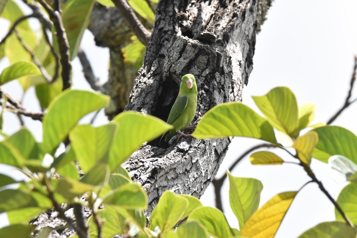 Cobalt-winged Parakeet - ML611095432