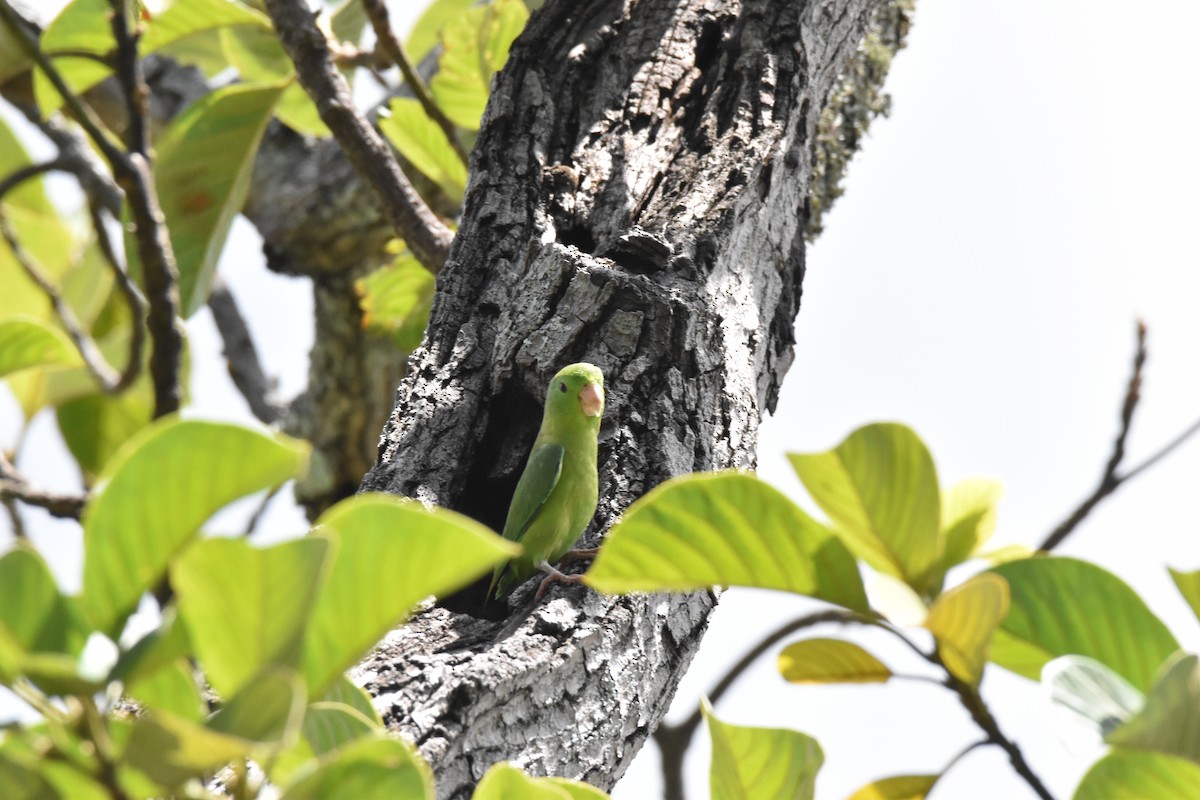 Cobalt-winged Parakeet - ML611095433